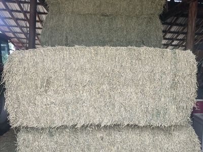 2nd Crop 3x4 alfalfa