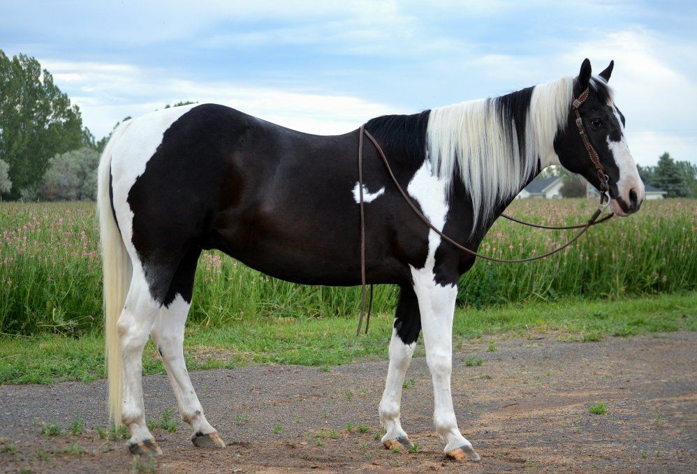 Family Safe Trail Gelding