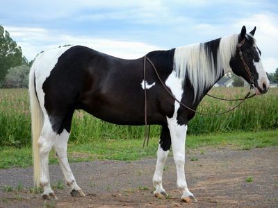 Family Safe Trail Gelding