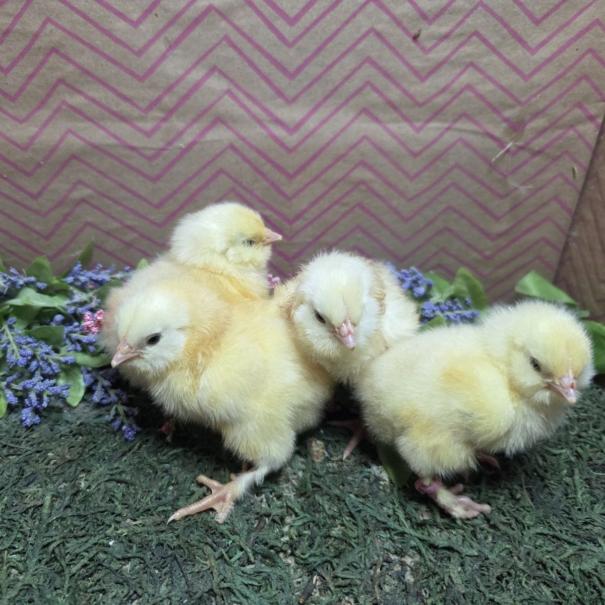 Salmon Favorelle Chicks