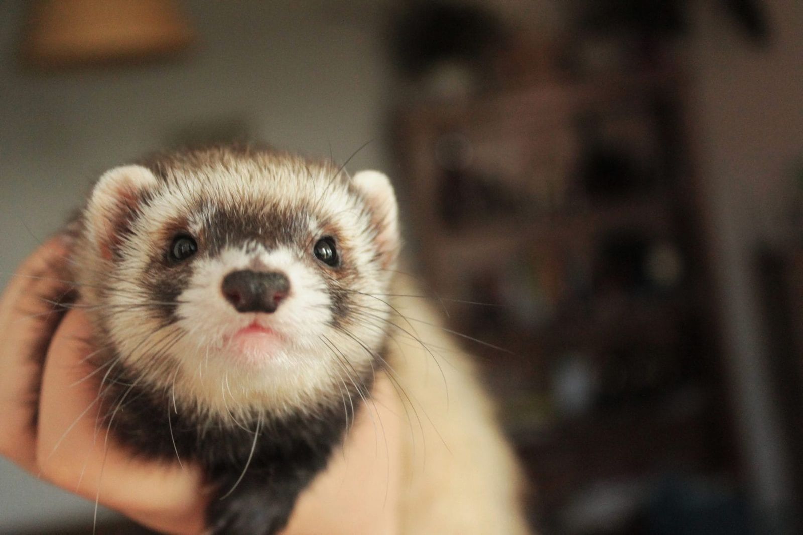 Baby ferret female