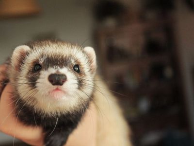 Baby ferret female