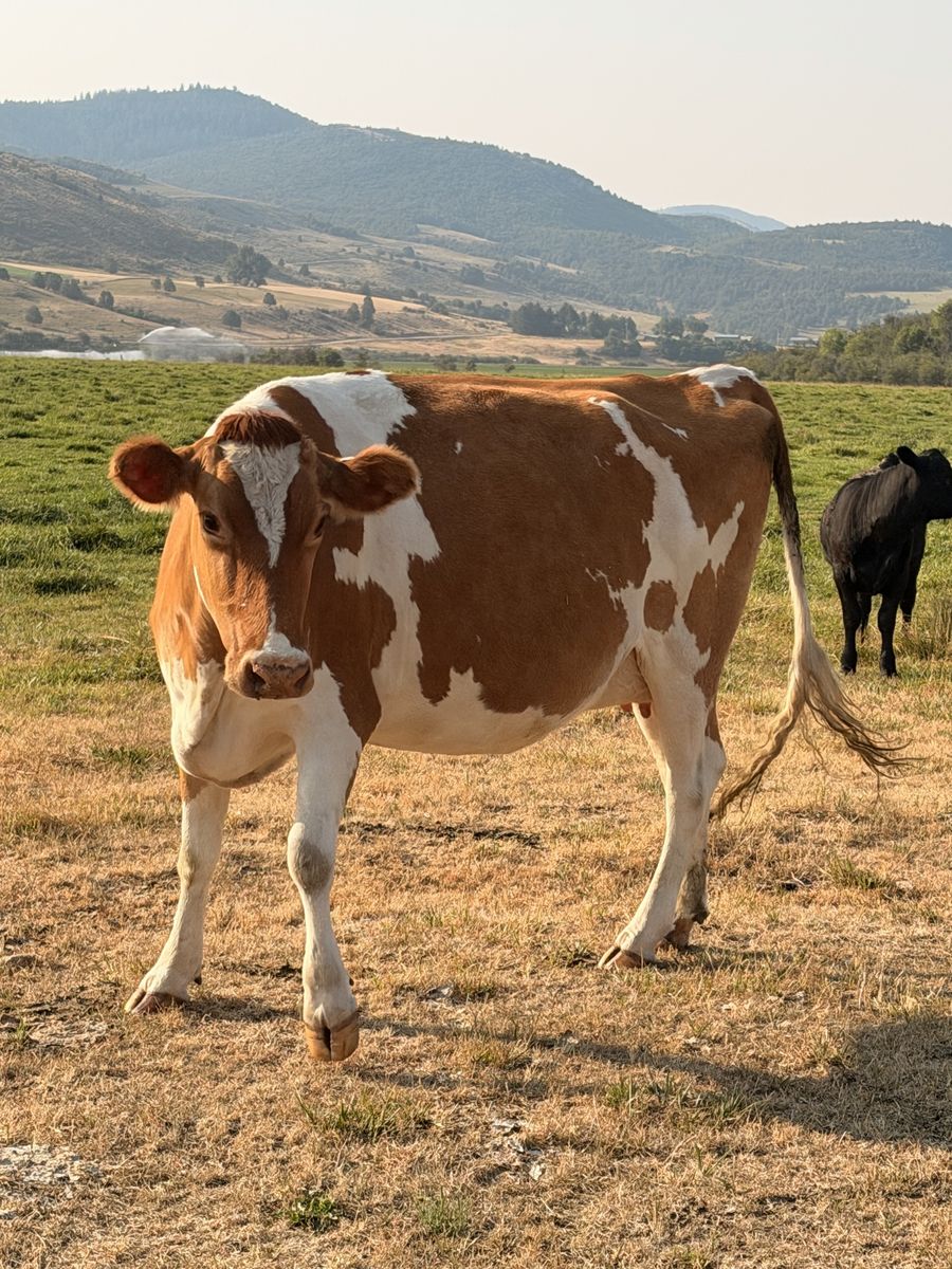 2nd calf Heifer