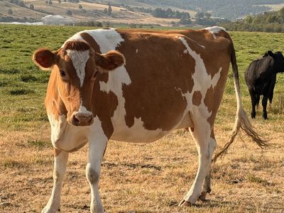 2nd calf Heifer