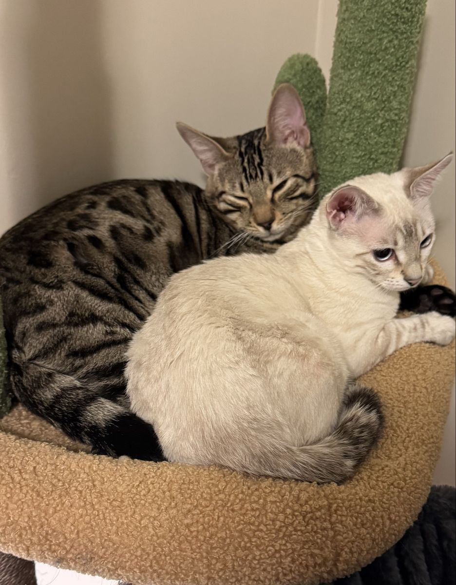 Paired 9month indoor Bengal Kittens for sale and all Accesories