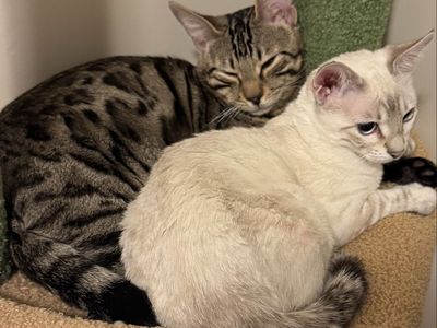 Paired 9month indoor Bengal Kittens for sale and all Accesories