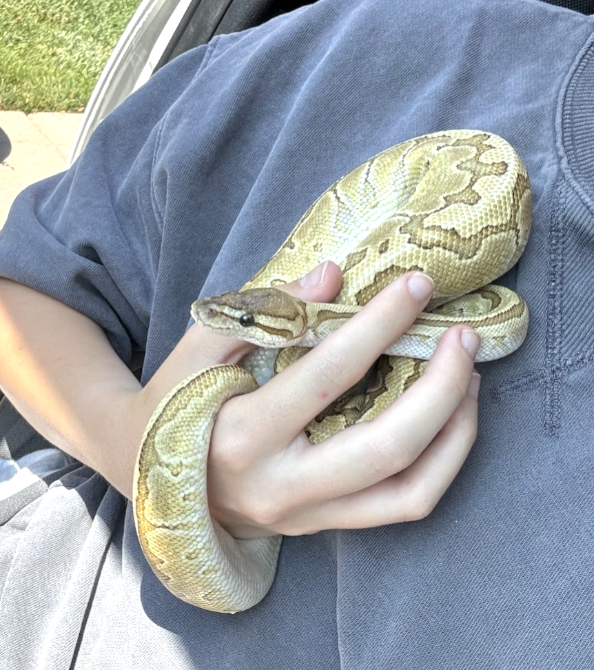 *NEED GONE ASAP* Female Ball Python + Supplies,  Mojave Pinstripe Het Hypo