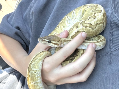 *NEED GONE ASAP* Female Ball Python + Supplies, Mojave Pinstripe Het Hypo