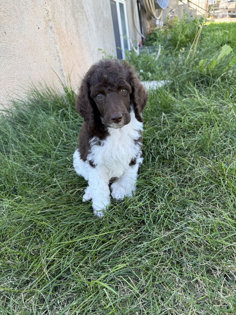 AKC Standard Poodle