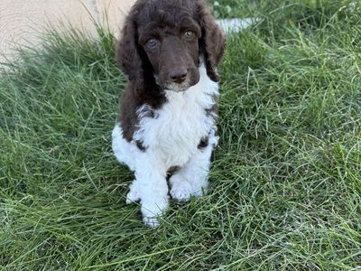 AKC Standard Poodle