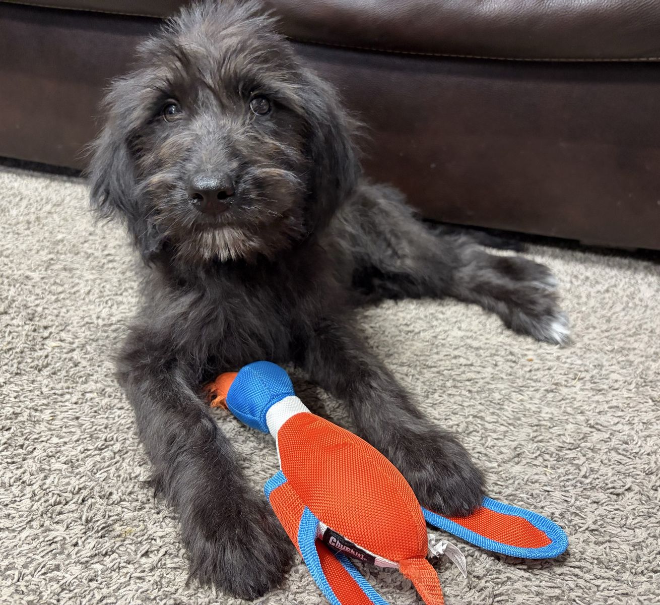 Goldendoodle 