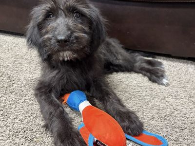 Goldendoodle