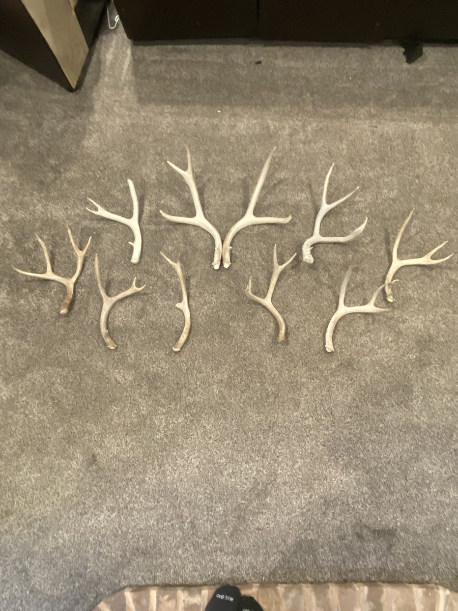 Decent sized Mule Deer Shed Antlers -Great for Crafts or Decor
