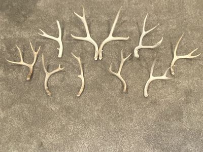 Decent sized Mule Deer Shed Antlers -Great for Crafts or Decor