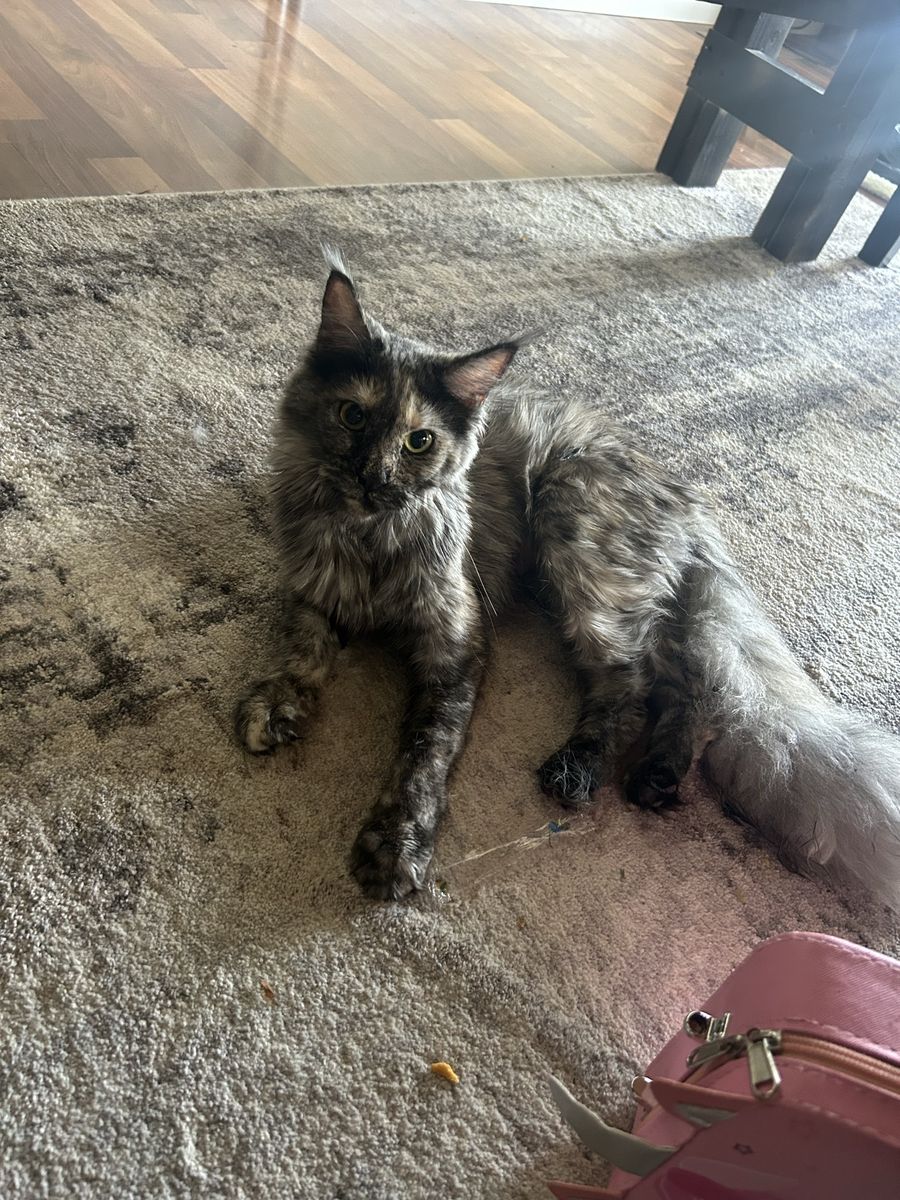Maine coon