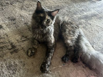 Maine coon
