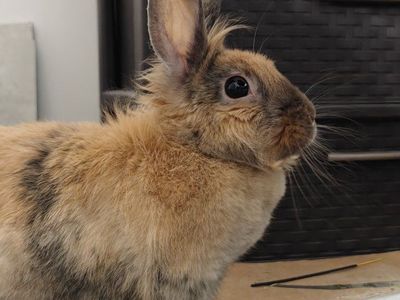 FREE Lionhead Bunny