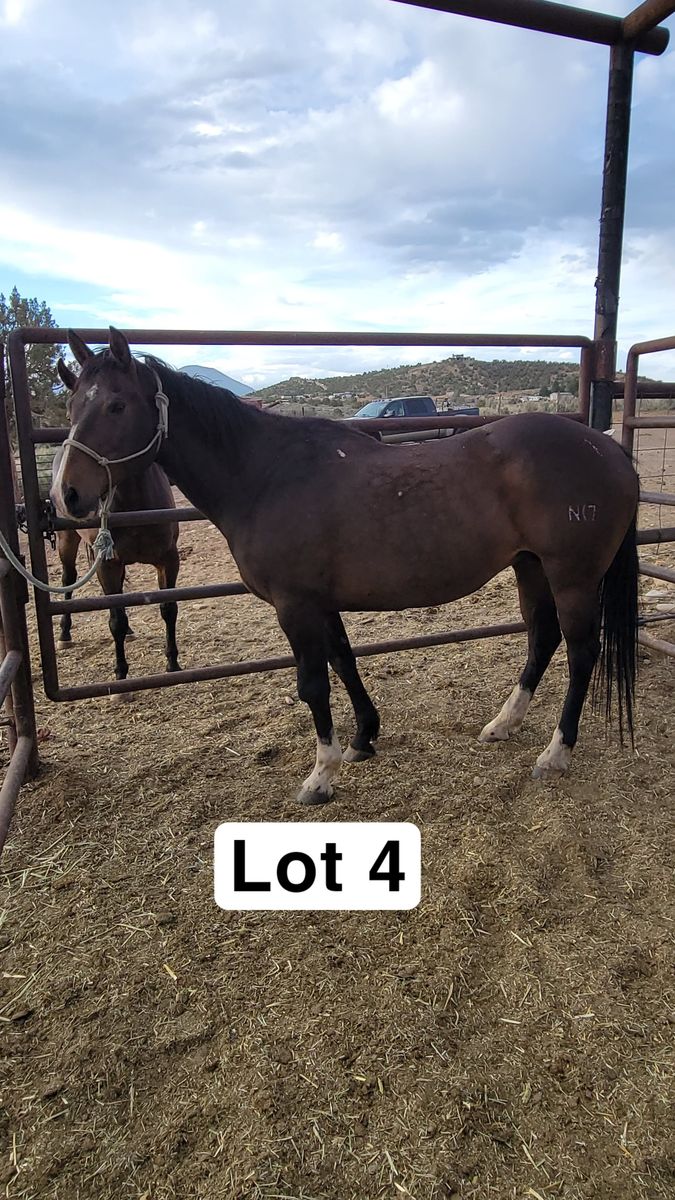 Bay mare