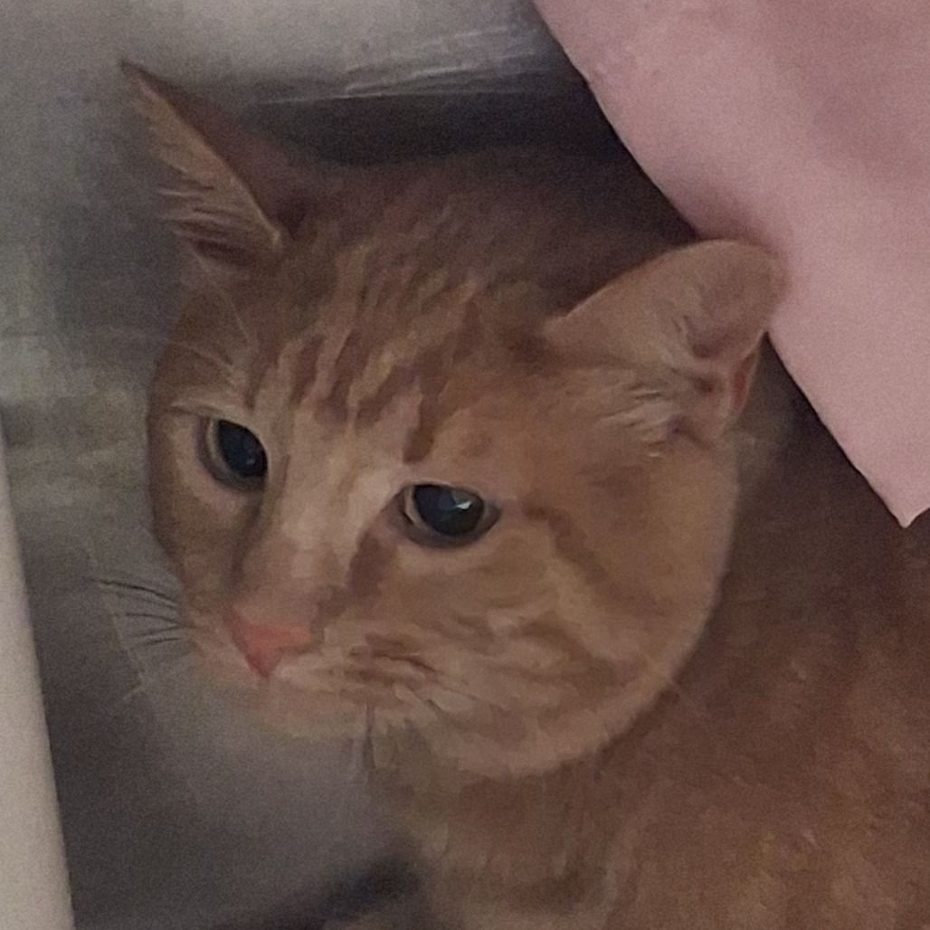 Hello my name is Opie