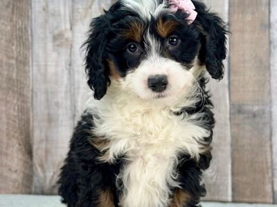 Girl Senna – Tri-Color Mini Bernedoodle ($2000)