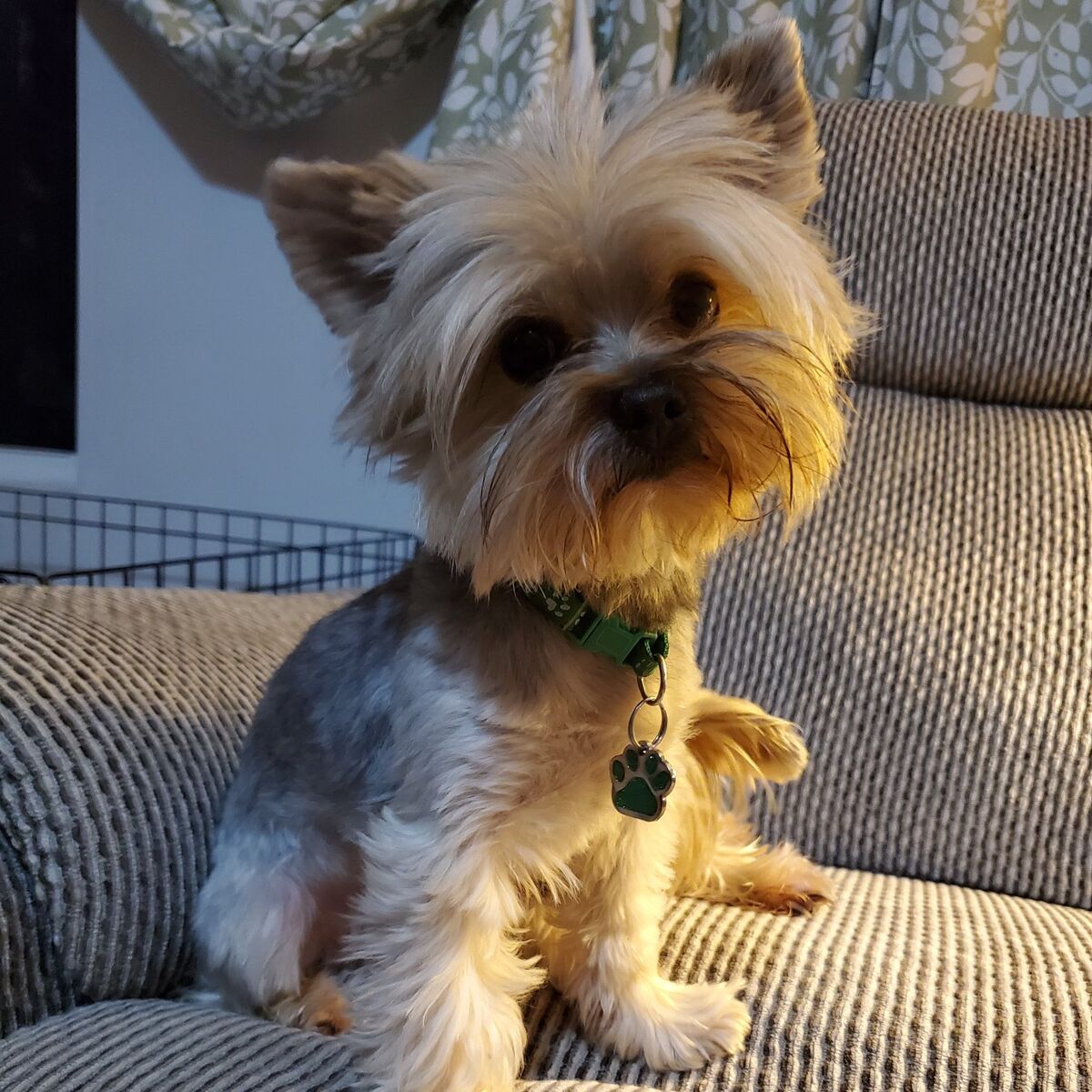 4 lb Yorkie Stud AKC