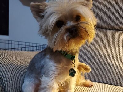 4 lb Yorkie Stud AKC