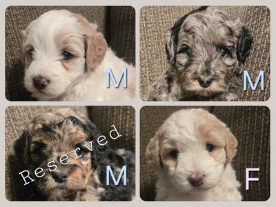 Micro Bernedoodle Puppies