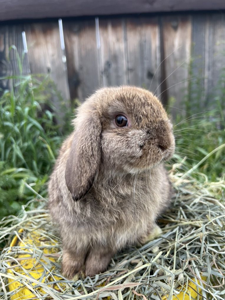 Chocolate Chestnut Holland Lop