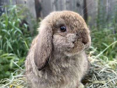 Chocolate Chestnut Holland Lop