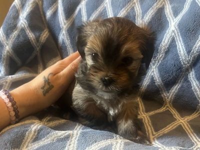 Adorable Shih Tzu/Yorkie Male Puppies — Shorkies
