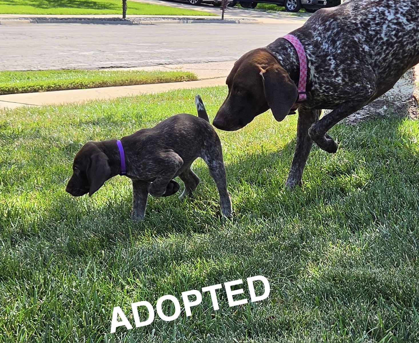 AKC German Shorthair Pointers