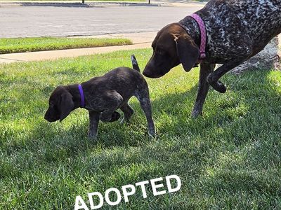 AKC German Shorthair Pointers