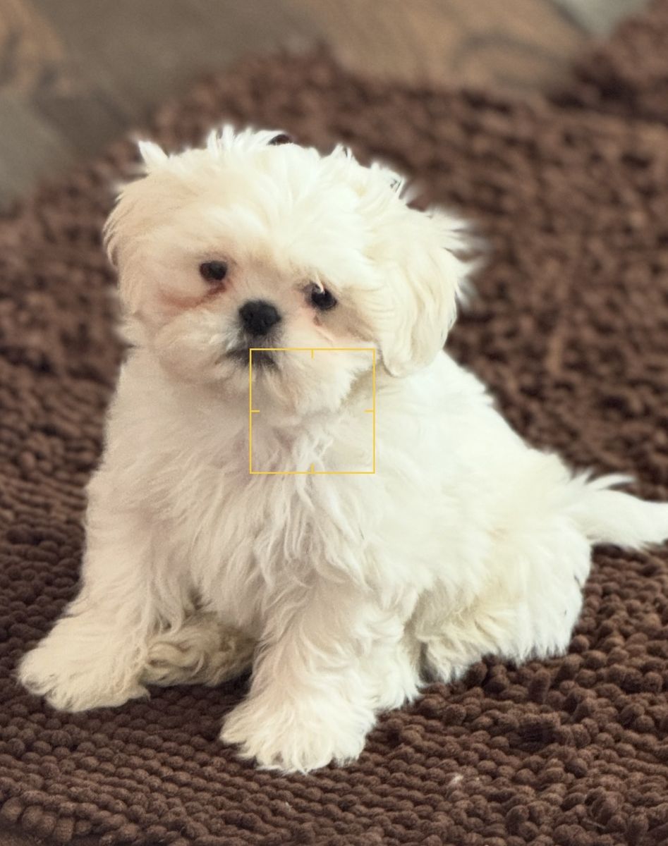 Shih Tzu puff ball.   Goldendoodle Cavapoo boy
