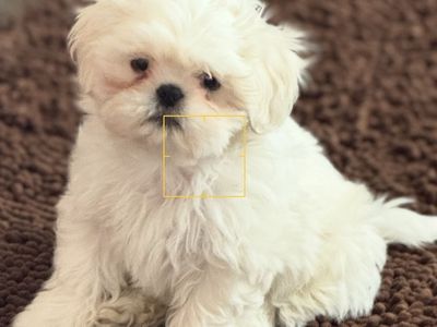 Shih Tzu puff ball. Goldendoodle Cavapoo boy