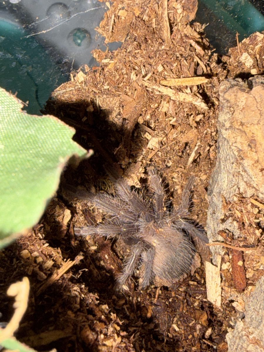 L. Parahybana (Brazilian pink salmon bird eater)