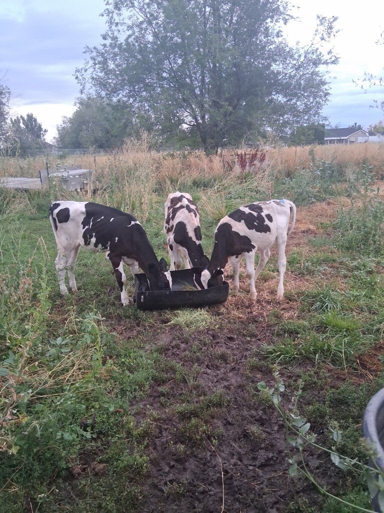 Holstein Heifers