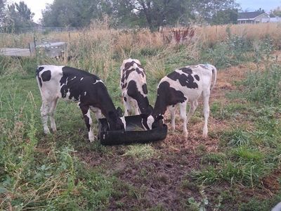 Holstein Heifers