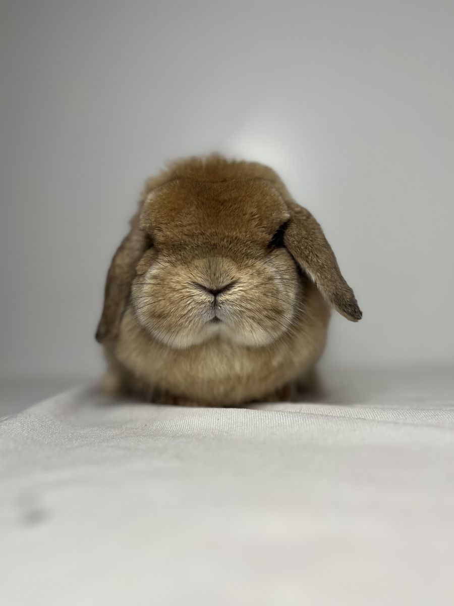 Holland Lop Doe