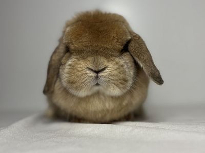Holland Lop Doe