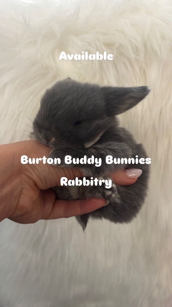 Holland Lop Bunny Rabbit