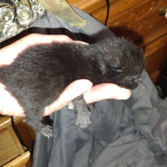 Black Female Manx Kitten 