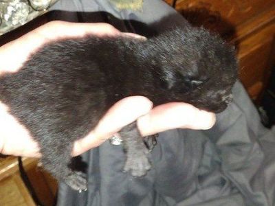 Black Female Manx Kitten