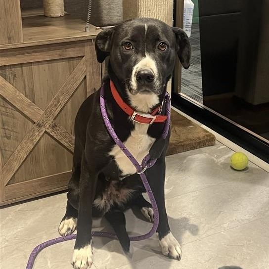 Hello my name is Pretzel