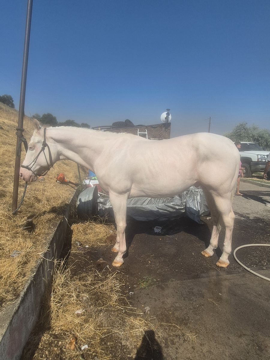 Grade gelding