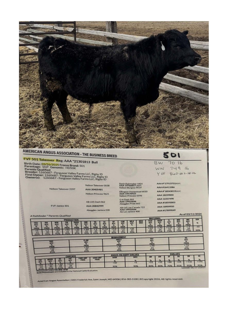 Registered Angus Bulls for Sale