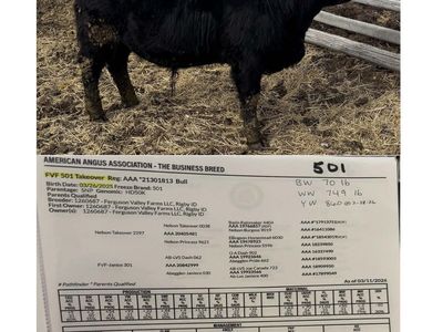 Registered Angus Bulls for Sale
