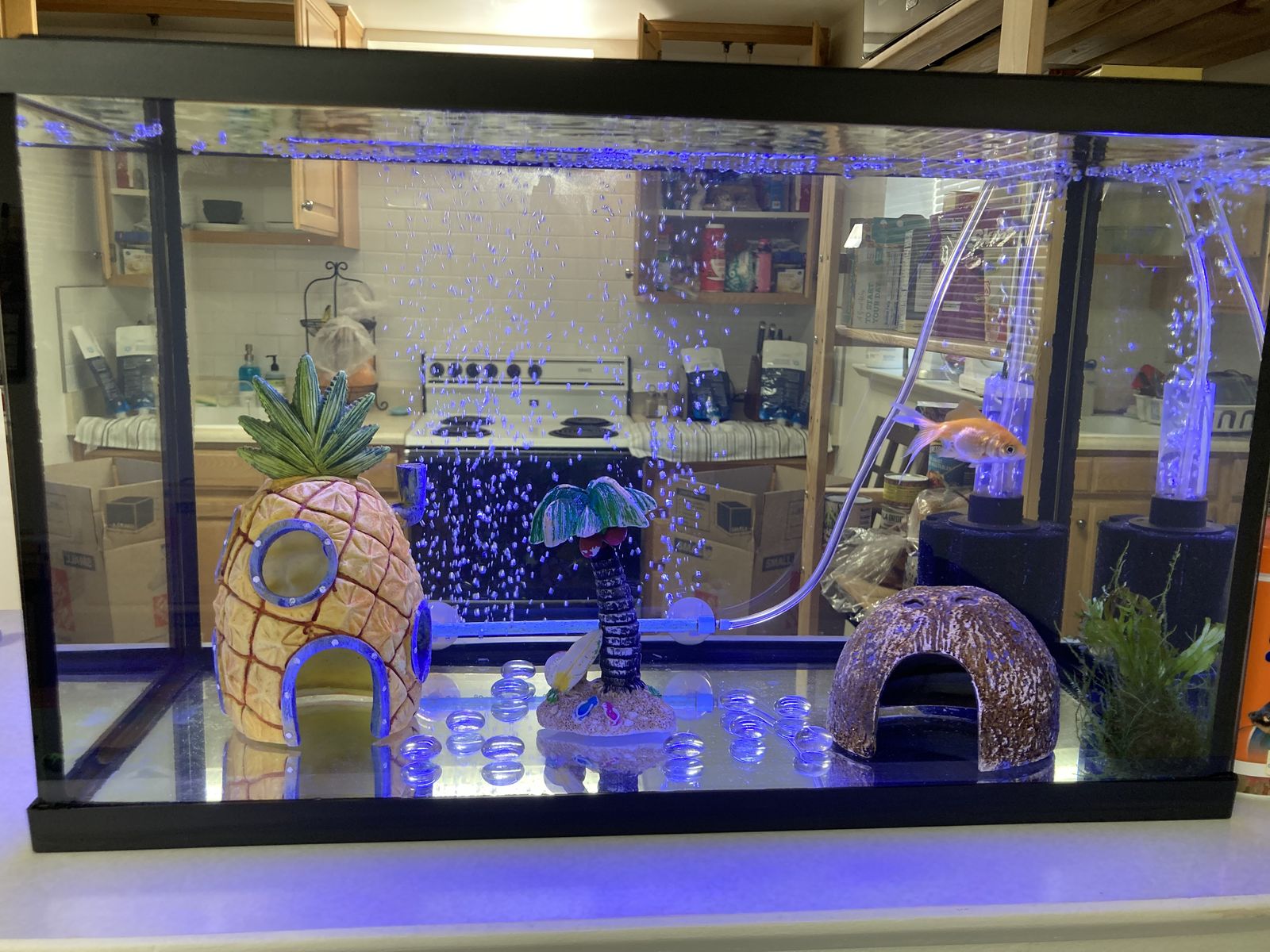 Fish Tank And Accessories