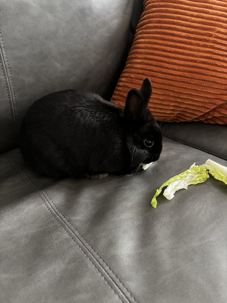 Netherland Dwarf Rabbit