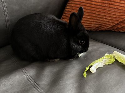 Netherland Dwarf Rabbit