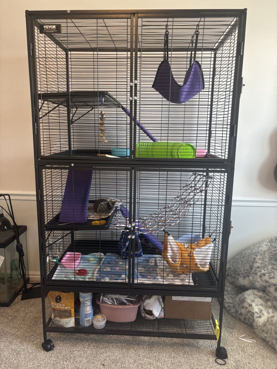 2 boy rats